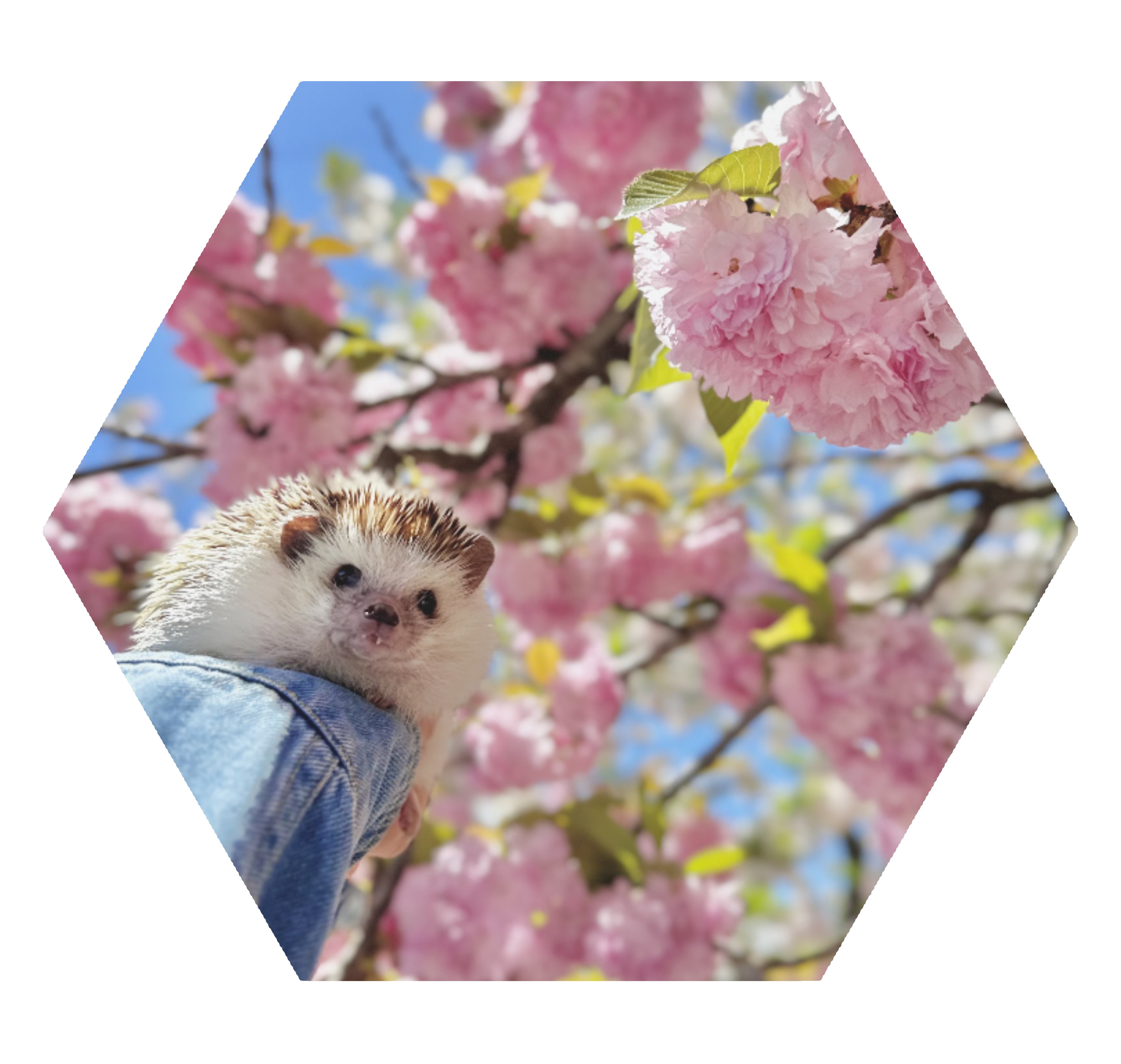 写真で作る特別な傘の写真